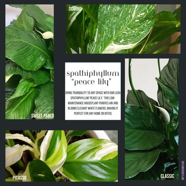 spider plant planters OCEAN SPIDER PLANT 6in